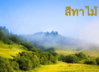 สีทาไม้