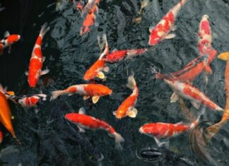 สีทากันซึมบ่อปลา ทำเองได้ง่ายๆ