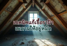 เทคนิคแก้เชื้อราฝ้าเพดาน ให้อยู่หมัด ฝ้าเชื้อรา