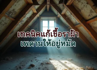 เทคนิคแก้เชื้อราฝ้าเพดาน ให้อยู่หมัด ฝ้าเชื้อรา