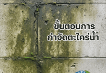 ขั้นตอนการกำจัดตะไคร่น้ำ ผนังมีตะไคร่น้ำ