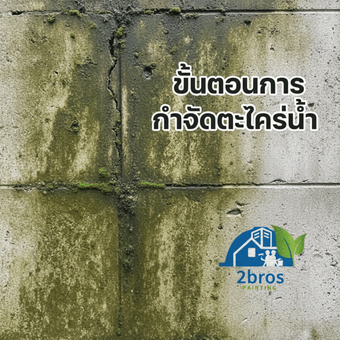 ผนังมีตะไคร่น้ำ 02 ผนังมีตะไคร่น้ำ